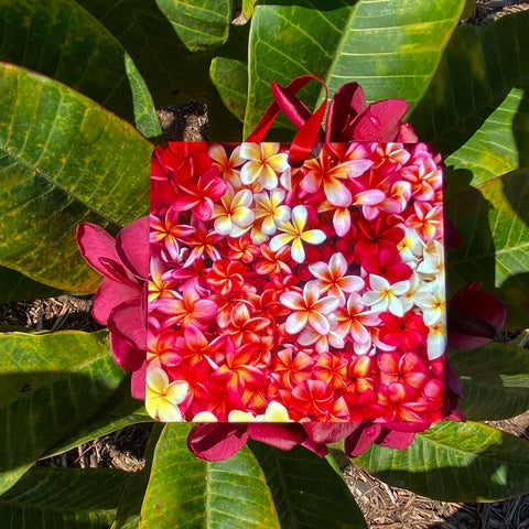 square ornament filled with plumeria