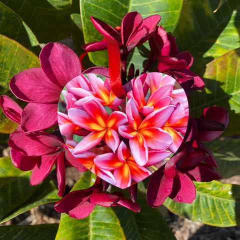 Heart shaped ornament filled with Metallica plumeria