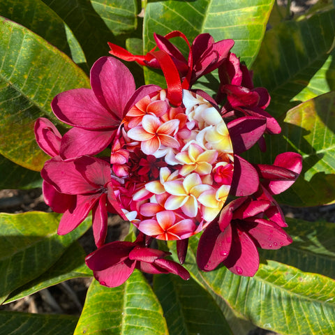 oval shaped aluminum filled with plumeria