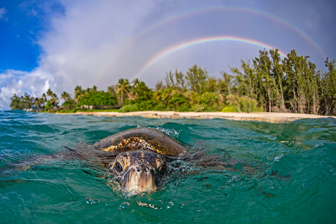 honu with a rainbow background
