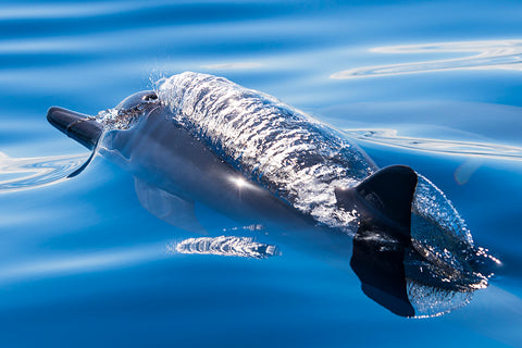 dolphin swimming through water