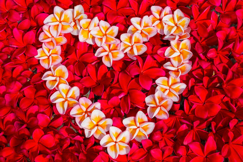 plumeria heart