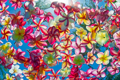 plumeria blooms under water