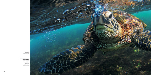SHOREBREAK (2014) - Collector's Edition
