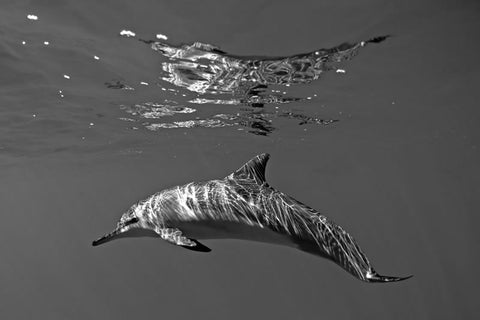 Lanai Dolphin