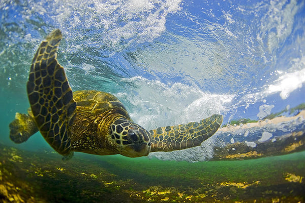Flying Honu
