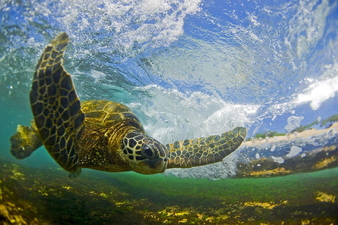 Flying Honu