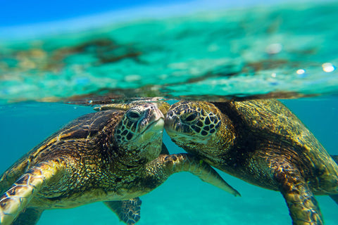 Honu Kiss
