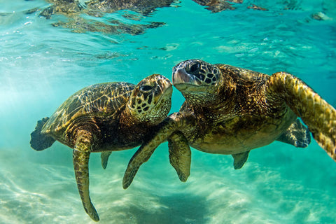 Honu Love