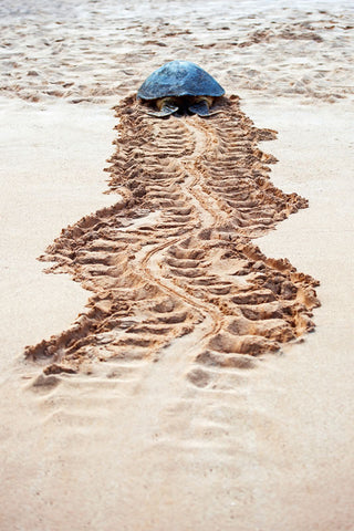 Honu Tracks