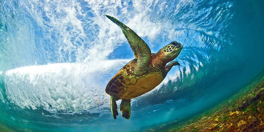 Ocean Eagle - Panoramic - Clark Little Photography