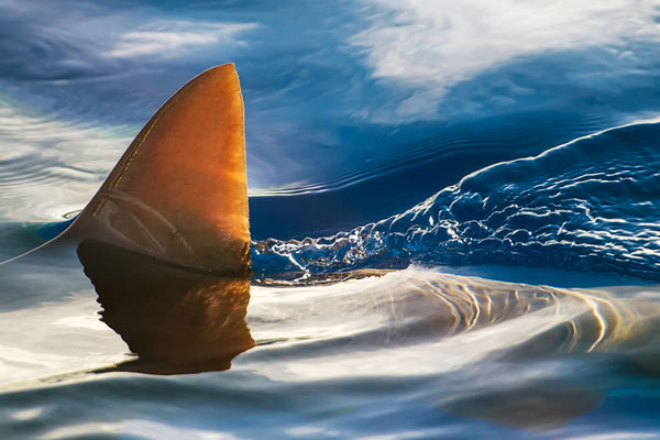 Shark Fin