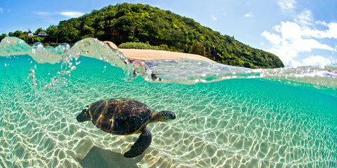 Water Baby - Panoramic