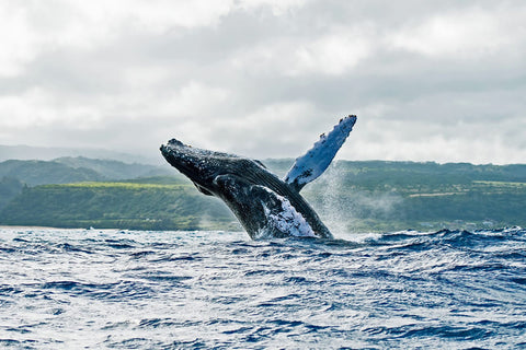 Whale Breach